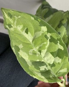 Meet your Posher, Princess